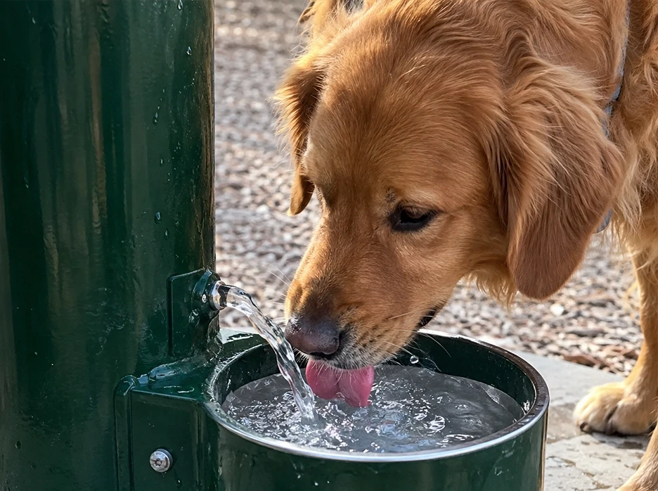 The Importance of Hydration at Dog Parks: Why Water Fountains Matter